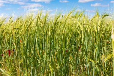 Beautiful field of cereals (wheat, barley, oats) green on a sunny spring day. Space to insert your text. clipart