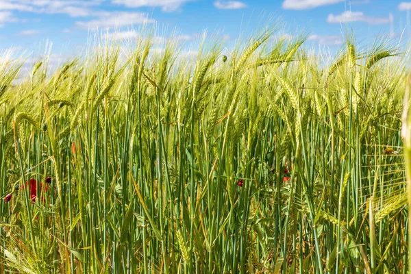 Güneşli bir bahar gününde güzel tahıl tarlaları (buğday, arpa, yulaf) yeşili. Metninizi eklemek için boşluk.