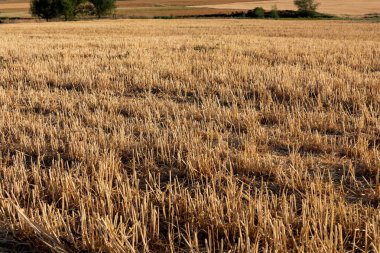 Tahıl tarlası (buğday, arpa, yulaf) hasat (biçilmiş) toplamı