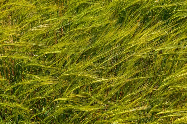 Beautiful field of cereals (wheat, barley, oats) green on a sunn
