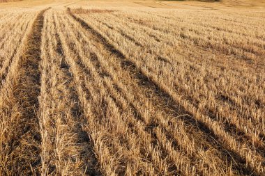 Yaz aylarında hasat edilen (biçilmiş) tahıl tarlası (buğday, arpa, yulaf).
