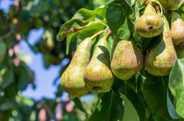 Konferans armut Lovely küme (Konferans - Pyrus communis) armut ağacı (meyve ağacı) olgunlaşma. Metin eklemek için güneşli yaz günü Alanı.