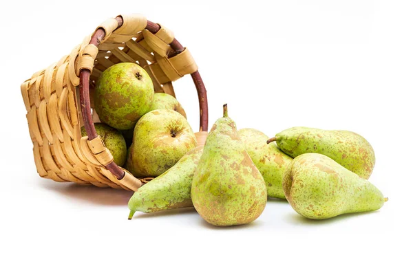 Hasır sepetağaçtan taze toplanır ham yeşil armut (çeşitli konferans, Pyrus communis konferansı). Beyaz arka planda yalıtılmış