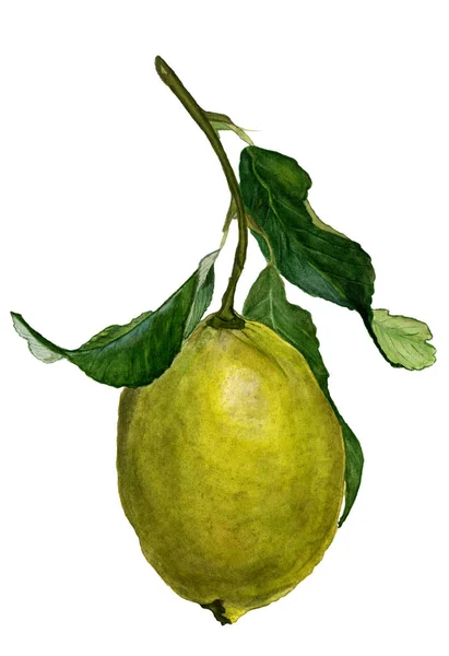 Citron Gren Akvarell Citron Med Gröna Blad Akvarell Gren Citron — Stockfoto