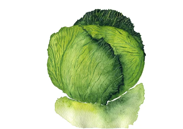 Aquarel Kool Hand Schilderij Geïsoleerd Witte Achtergrond Biologisch Voedsel Vegetarisch — Stockfoto