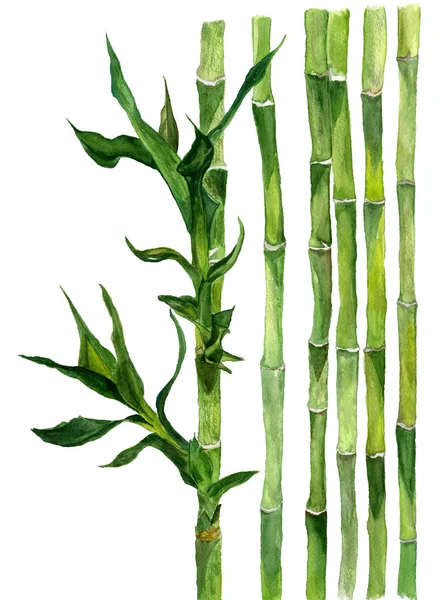 Bamboo Illustration Akvarell Isolerad Vit Bakgrund — Stockfoto