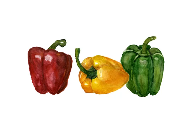 Peppers Colored Vegetable Isolated Watercolor — Stock Photo, Image