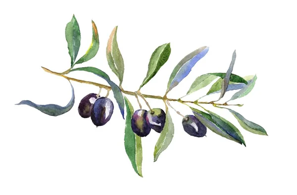 Olive Branch Med Lämnar Isolerade Vit Bakgrund Hand Dras Illustration — Stockfoto