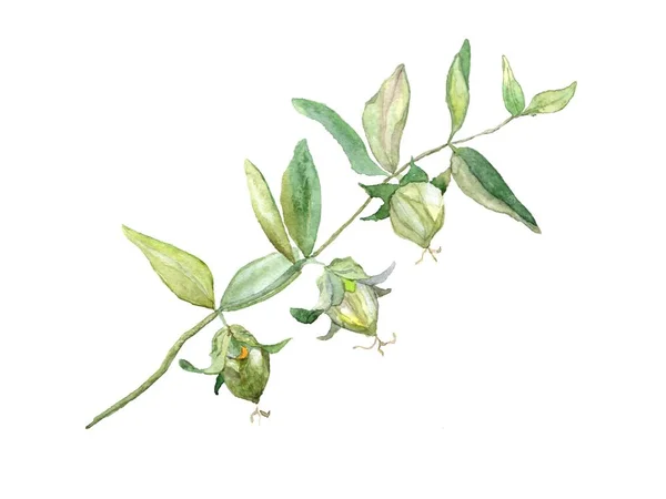 Jojoba Akvarell Isolerad Vit Bakgrund Botaniska Illustration För Gratulationskort Inbjudningar — Stockfoto