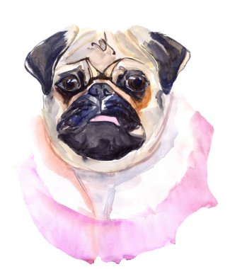 Pug doğurmak köpek. Sanat portre suluboya. Bu etiket, telefon durumda, afiş, t-shirt, kupa, tebrik kartı tasarımı ve diğer tasarım için kullanılabilir. El çizimi Evcil hayvan boyalı. Küçük resim.