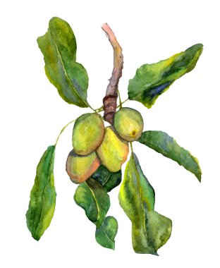 Shea fındık, shi meyve ve yaprakları ile bir dal. Botanik suluboya resim. Madde kozmetik bakım, sağlıklı beslenme, cilt bakım ürünleri, saç. Etiket, etiket, paket desig için uygundur.