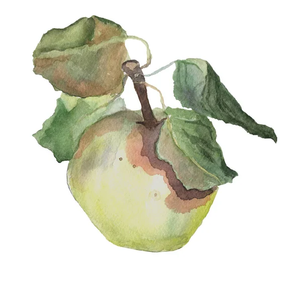 Ett Grönt Äpple Med Blad Akvarell Mönster Isolerad Vit Bakgrund — Stockfoto