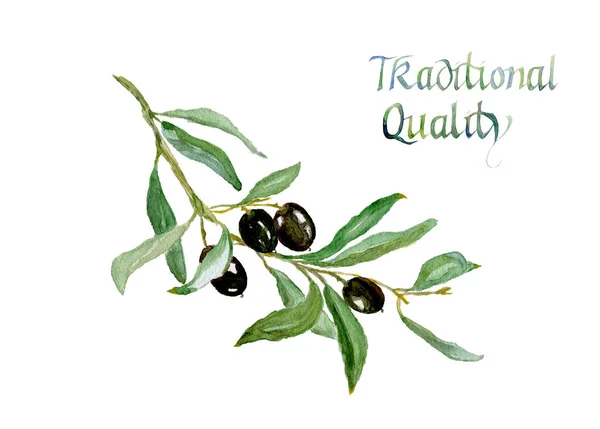 Akvarel Kresba Olivovou Ratolestí Listy Nápis Tradiční Kvality Izolované Bílém — Stock fotografie