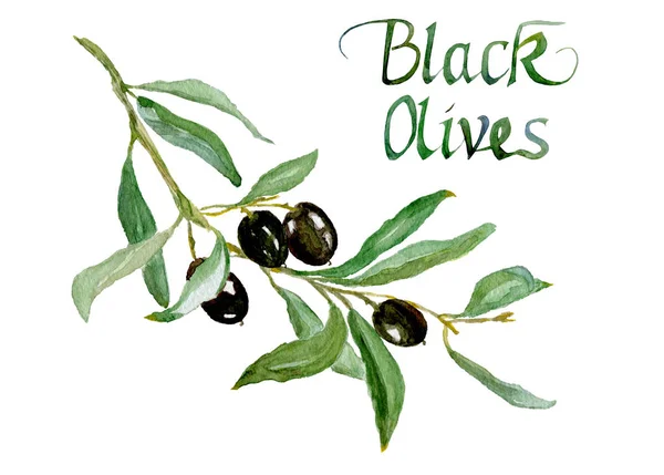 Olivovou Ratolestí Listy Nápis Černé Olivy Izolovaných Bílém Pozadí Ručně — Stock fotografie