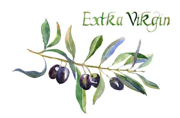 Olive Branch Med Blad Och Inskriptionen Extra Virgin Isolerade Vit — Stockfoto