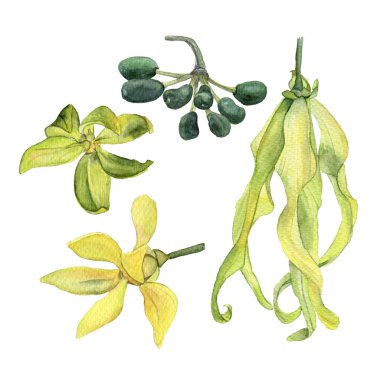 Suluboya ylang ylang (Cananga ağacı) koleksiyonu. Beyaz arka planda el yapımı yapraklar ve çiçekler. Bitkisel ilaçlar ve aroma terapisi. Ylang-Ylang 'ın suluboya çizimi.