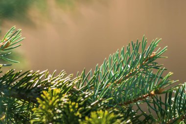 Ladin ve çam yakın çekim kartpostal için dalları. Yeni yıl ve Noel geliyor