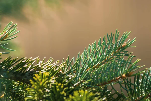 Гілки Смерекові Соснові Закри Листівок Наближається Новий Рік Різдво — стокове фото