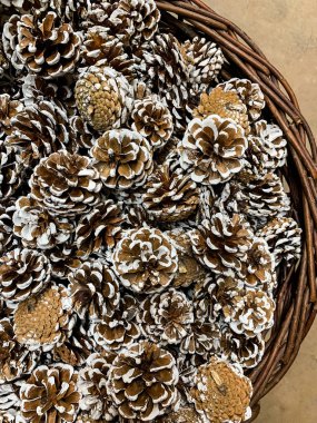 Koni yakın çekim. Kahverengi külah sepet. Orman