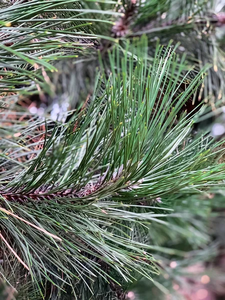 Primer Plano Del Pino Árbol Verde —  Fotos de Stock