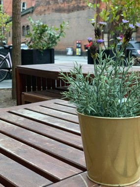 Şehirde sokakta çiçek. Çiçek yakın çekim