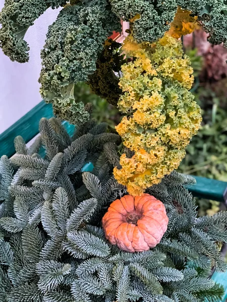 Turuncu kabak yakın çekim yeşil çam.