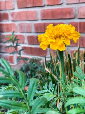 Çiçekler yakın çekim. Yeşil çim. Sarı ve beyaz çiçekler.