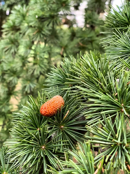 Pinheiro Verde Com Cones — Fotografia de Stock