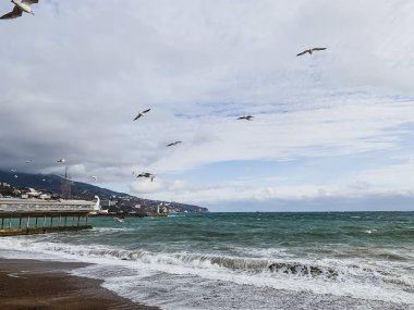 Plaj. Mavi deniz ve kuşlar