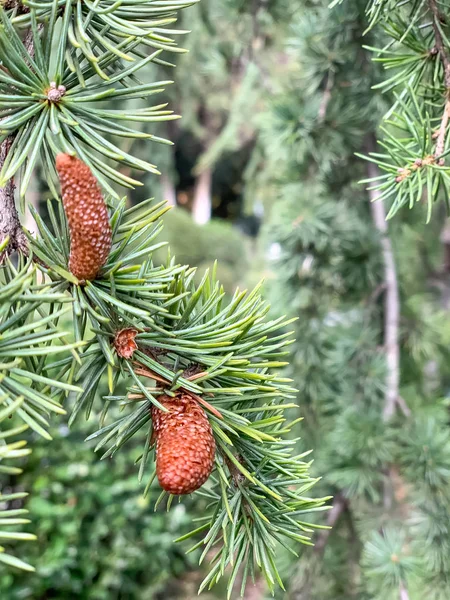 Pinheiro Verde Com Cones — Fotografia de Stock