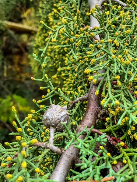 Árbol Verde Con Bayas Naranja Cerca —  Fotos de Stock