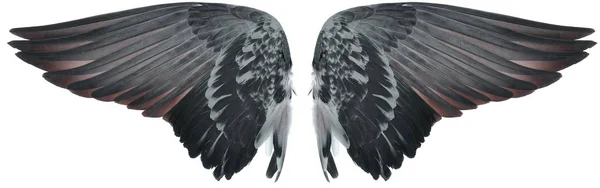 Wing of bird isolated on white background — Stock Photo, Image