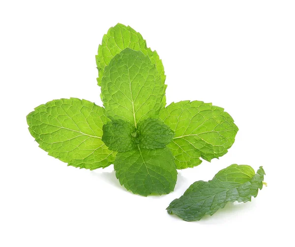 Plantas verdes de hoja de menta aisladas sobre fondo blanco —  Fotos de Stock