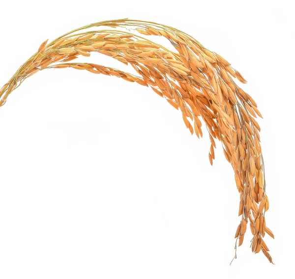 Овочевий рис на білому фоні Ліцензійні Стокові Зображення