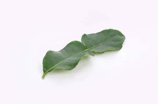 Καφρός ασβέστης φύλλα που απομονώνονται σε λευκό φόντο — Φωτογραφία Αρχείου