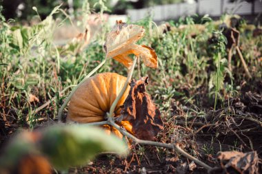 Güzel kabak alan. Ekim ayında hasat mevsimi.