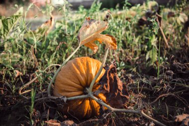 Güzel kabak alan. Ekim ayında hasat mevsimi.