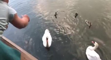 Bebek besleyen kuşlar ile gölette. Babası, ekmek ve kuğularla el ele. 