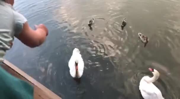 Bebê alimentando pássaros na lagoa com. Seu pai, mão com pão e cisnes — Vídeo de Stock