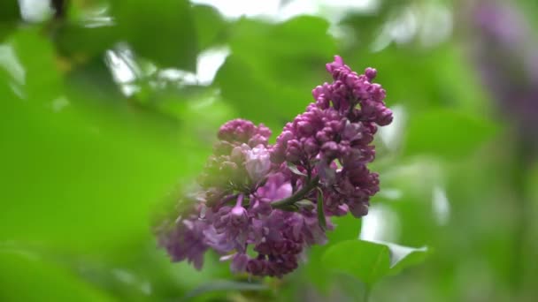 Blooming lilac in the spring season. Purple Serenus with sunshine. Close-up. 4k — Stock Video