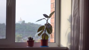Ficus evdeki pencerede plastik tencerede. Ortodoks Hıristiyan kilisesi ile görünümü. Rahat bir yaşam. Minimal 4k