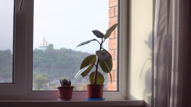 Ficus in plastic pot on the window at home. View with orthodox Christian church. Cozy living. Minimal 4k — Stock Video