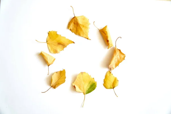 Cornice circolare di foglie autunnali gialle su sfondo bianco. Autunno carta caduta — Foto Stock