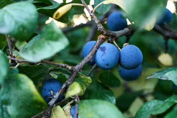 Blue plums on tree. Healthy summer food. Farmer. Harvest rural — Stock Photo, Image