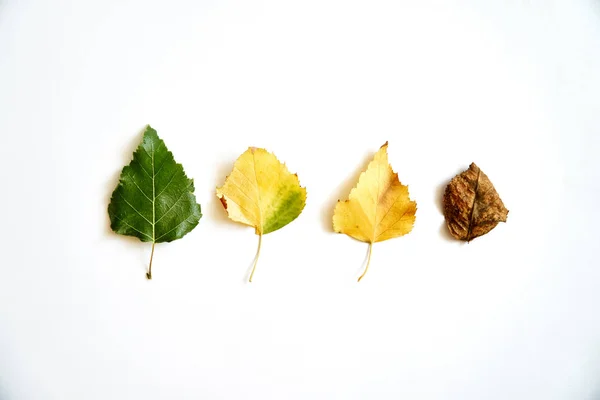 Starzenie się liści w toku, cykl życia. Jesień przybywa-wrzesień październik. Izolowane — Zdjęcie stockowe