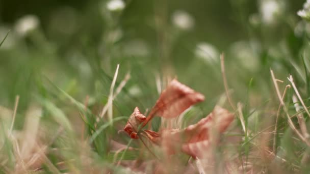 Στενή όψη των φθινοπωρινών φύλλων στο γρασίδι. αλλαγή εποχής. κοντά στη φύση — Αρχείο Βίντεο