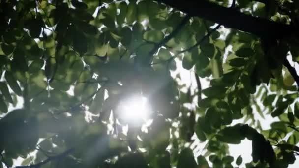 Sfondo luce verde foglia sole. Al rallentatore. Vivere in modo meschino — Video Stock