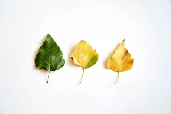 Starzenie się liści w toku, cykl życia. Jesień przybywa-wrzesień październik. Izolowane — Zdjęcie stockowe
