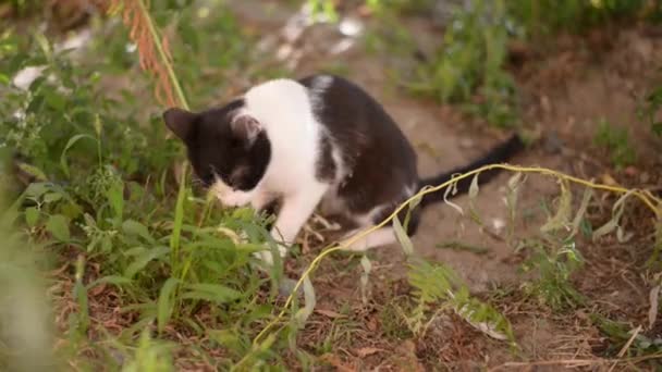 Kočka venkovní žere trávu v letním dni. Trávící systém přirozené úlevy. Veterinář