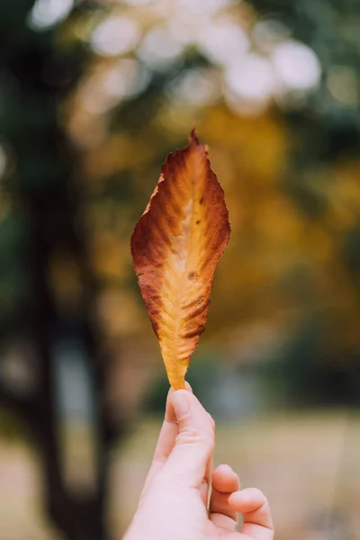 Holdig mano foglia gialla su sfondo sfocato. Stagione autunnale. Copia spazio — Foto Stock